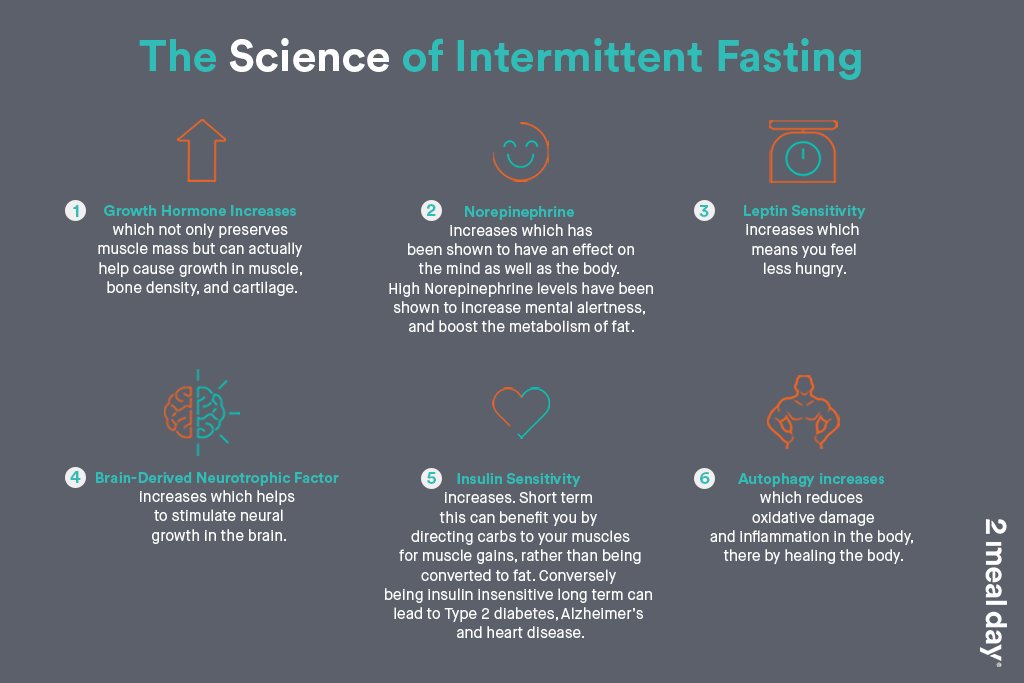 The Science Of Intermittent Fasting | 2 Meal Day Infographic Image